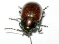 Chrysolina polita